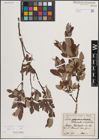 Foto von Salix foetida Schleich. ex DC. x Salix helvetica Vill.
